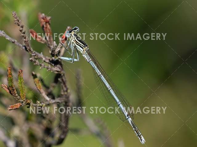 White-legged Damselfly 06