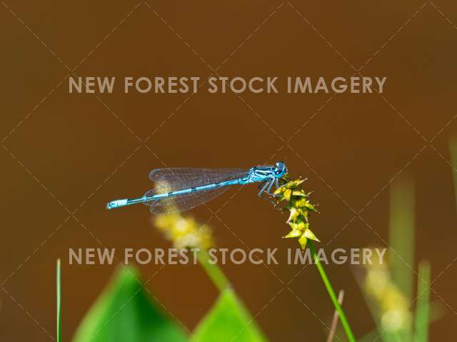 Azure Damselfly 01