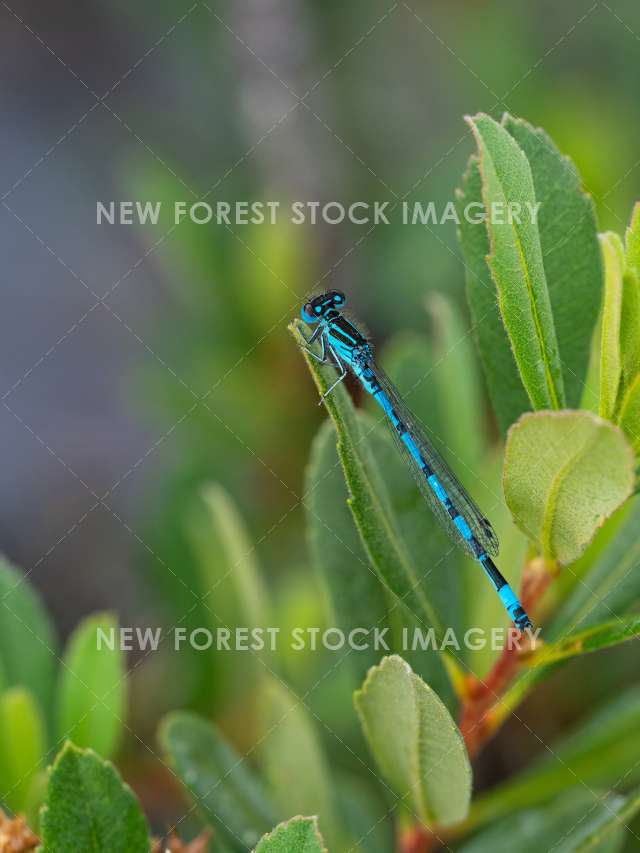 Southern Damselfly 05