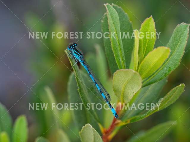 Southern Damselfly 06