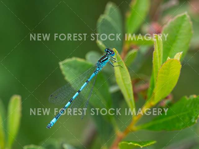 Southern Damselfly 07