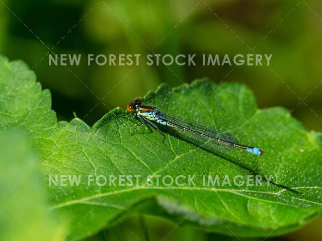 Red-eyed Damselfly 01