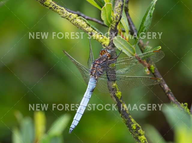 Keeled Skimmer 01