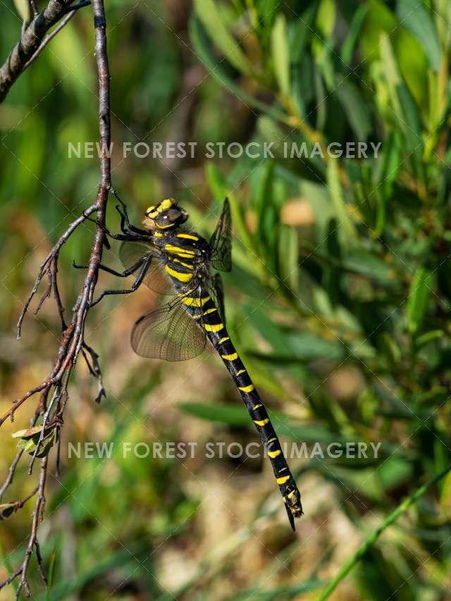 Golden-ringed Dragonfly 06