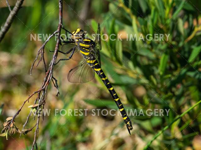 Golden-ringed Dragonfly 07