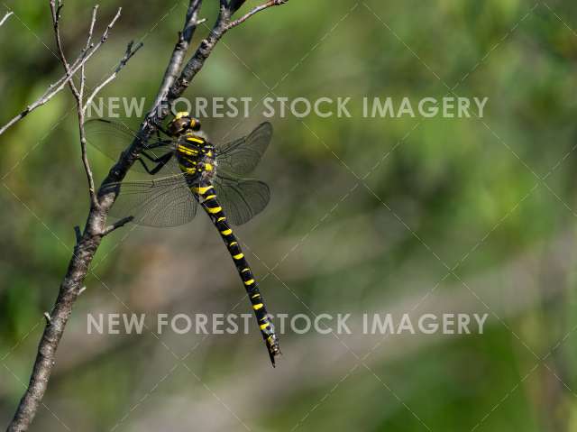 Golden-ringed Dragonfly 03