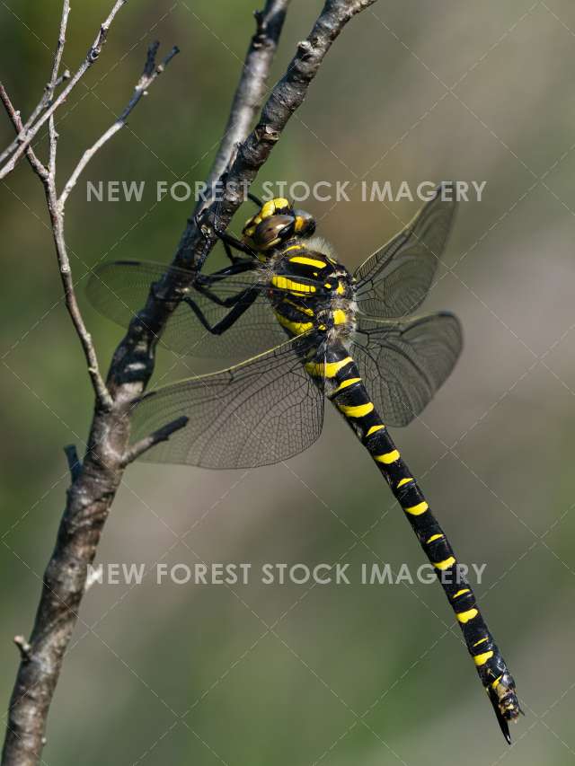 Golden-ringed Dragonfly 04