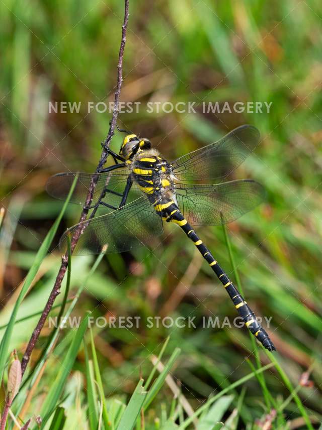 Golden-ringed Dragonfly 05