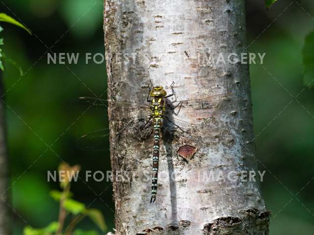 Southern Hawker 06