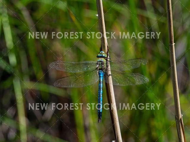 Emperor Dragonfly 08