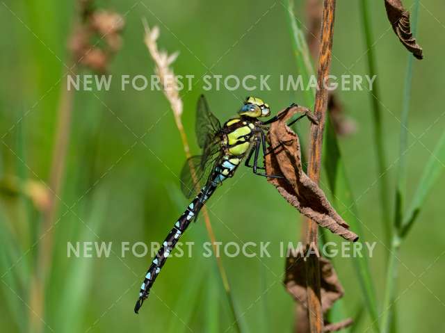 Southern Hawker 07