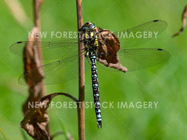 Southern Hawker 08