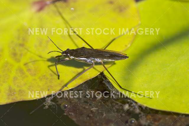 Pond Skater 01