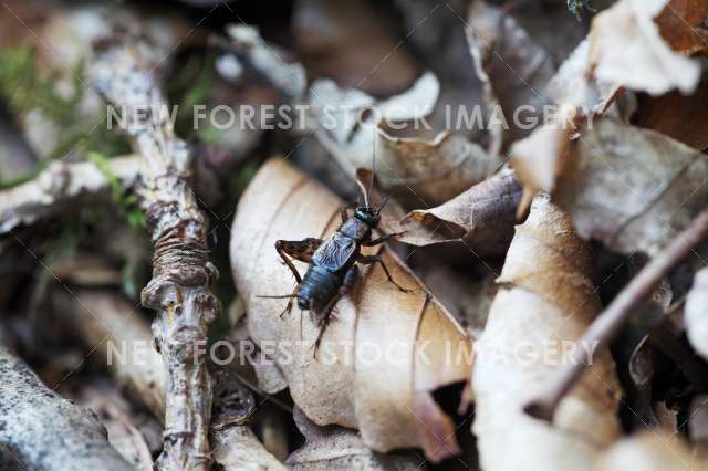 Wood Cricket 01