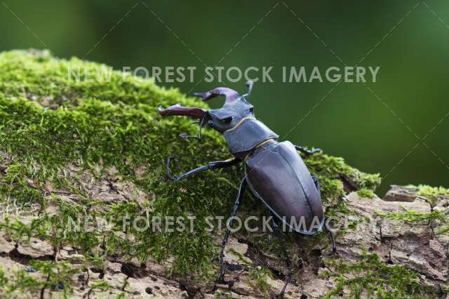 Stag Beetle 05