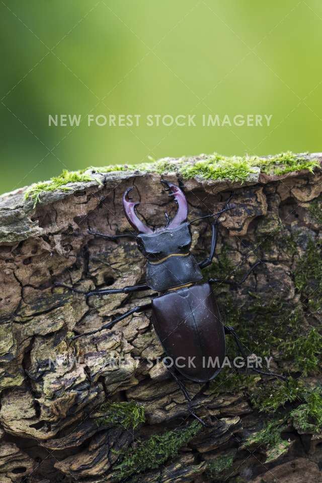 Stag Beetle 02