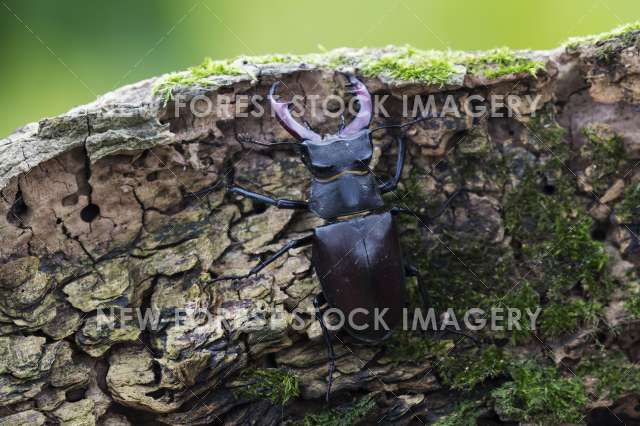 Stag Beetle 03
