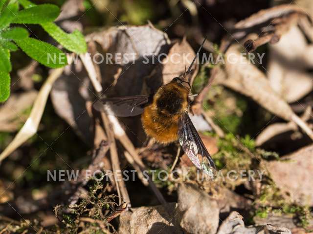 Dark-edged Bee-fly 01