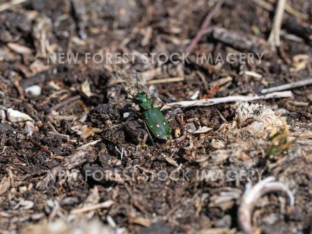 Green Tiger Beetle 01