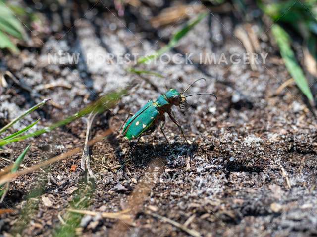 Green Tiger Beetle 03