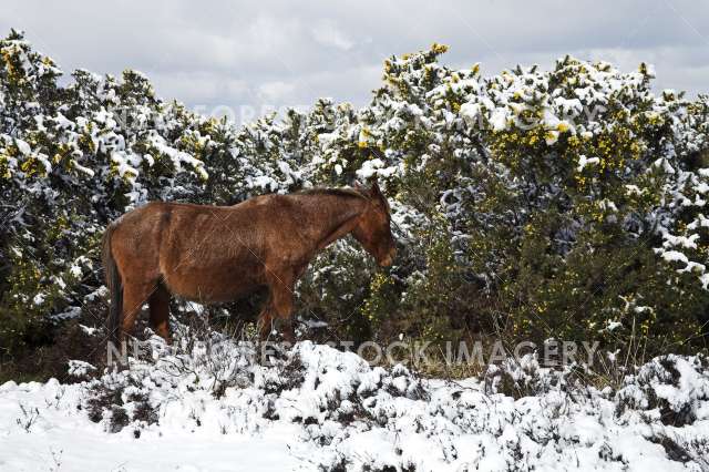 Pony Snow 01