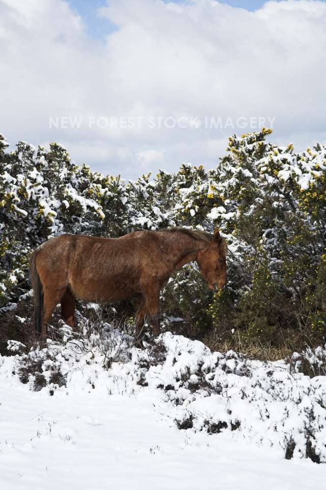 Pony Snow 02