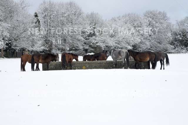 Pony Snow 03
