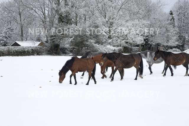 Pony Snow 04