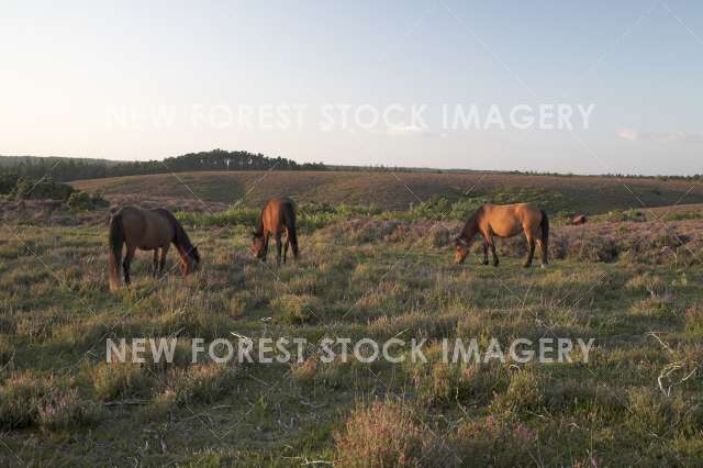 Pony on Heathland 22