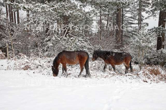 Pony Snow 05