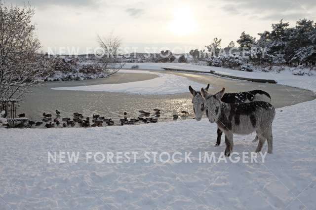 Donkey 05