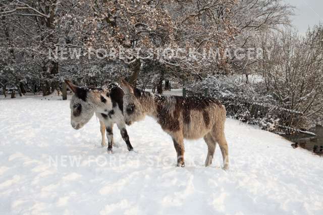 Donkey 06