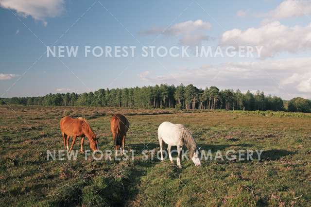 Pony on Heathland 23