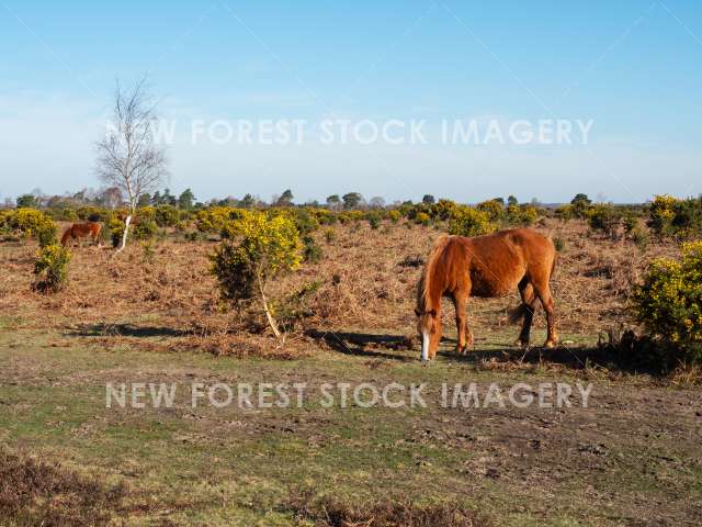 Pony on Heathland 24