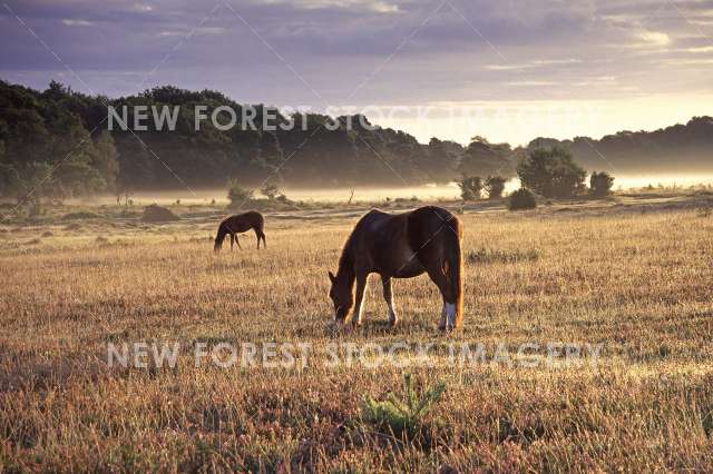 Pony on Heathland 25