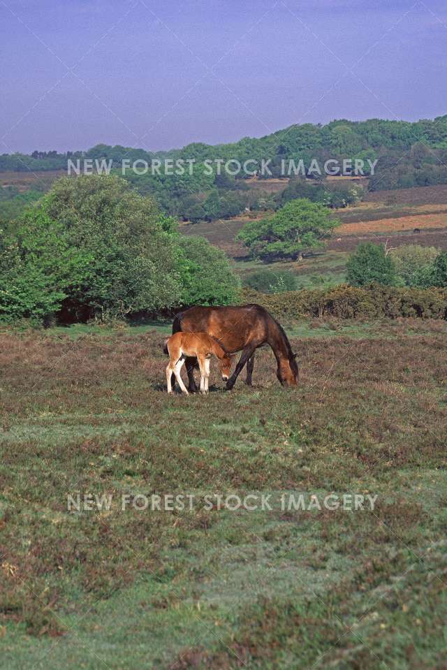 Pony and Foal 09