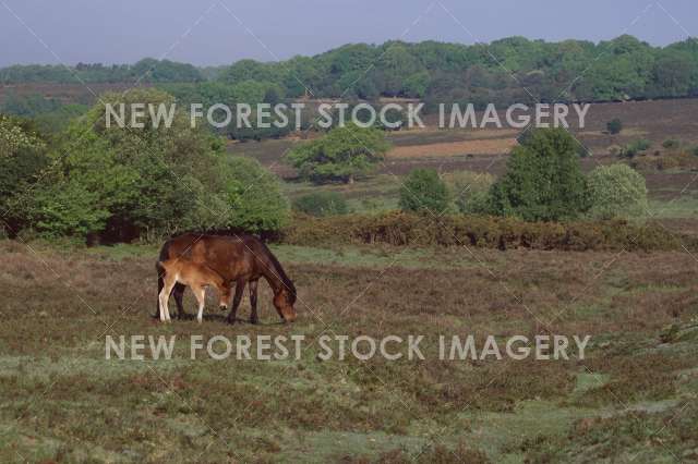 Pony and Foal 10