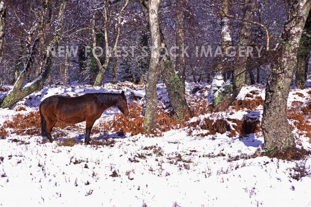 Pony Snow 06