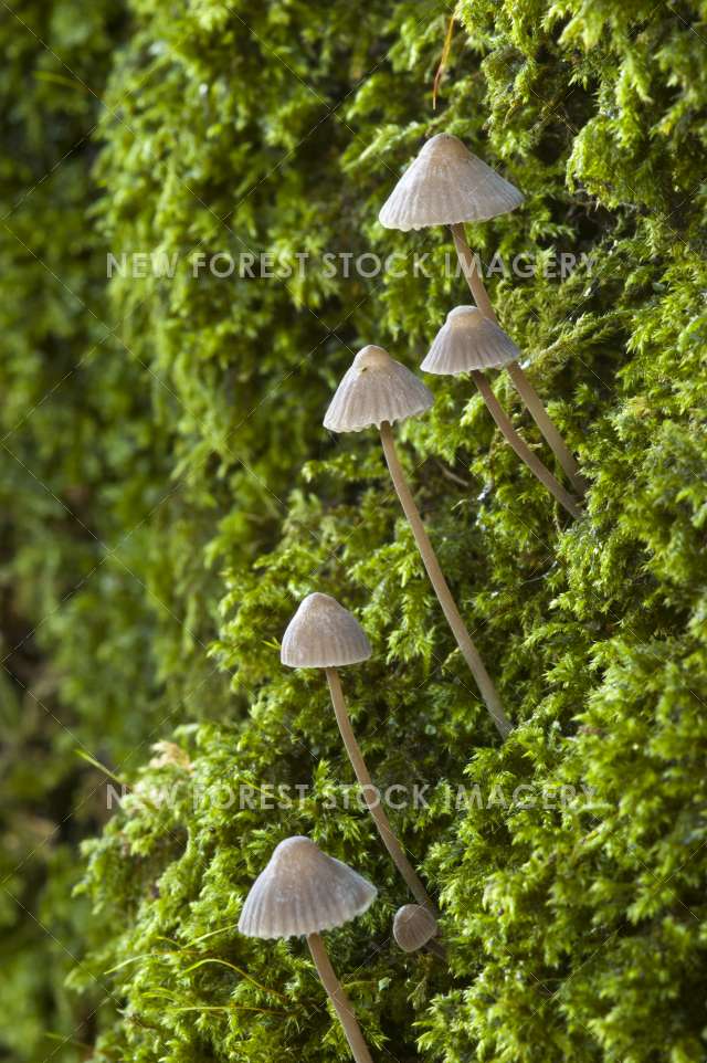 Mycena Fungus 02