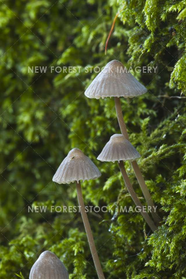 Mycena Fungus 01