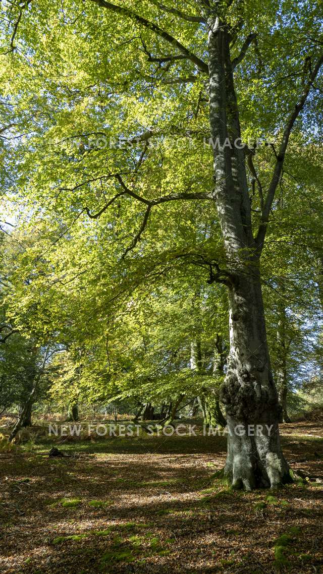 Beechwood 33