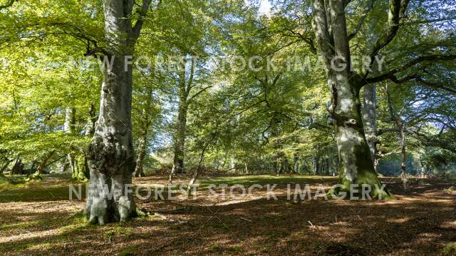 Beechwood 32