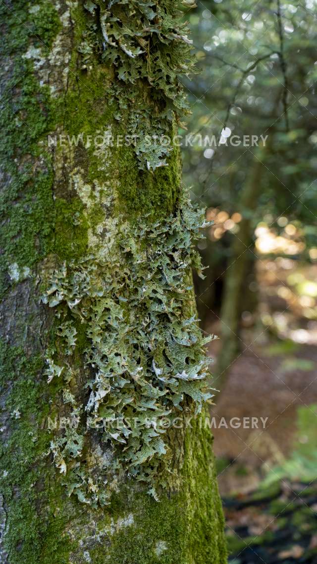 Tree Lungwort 03