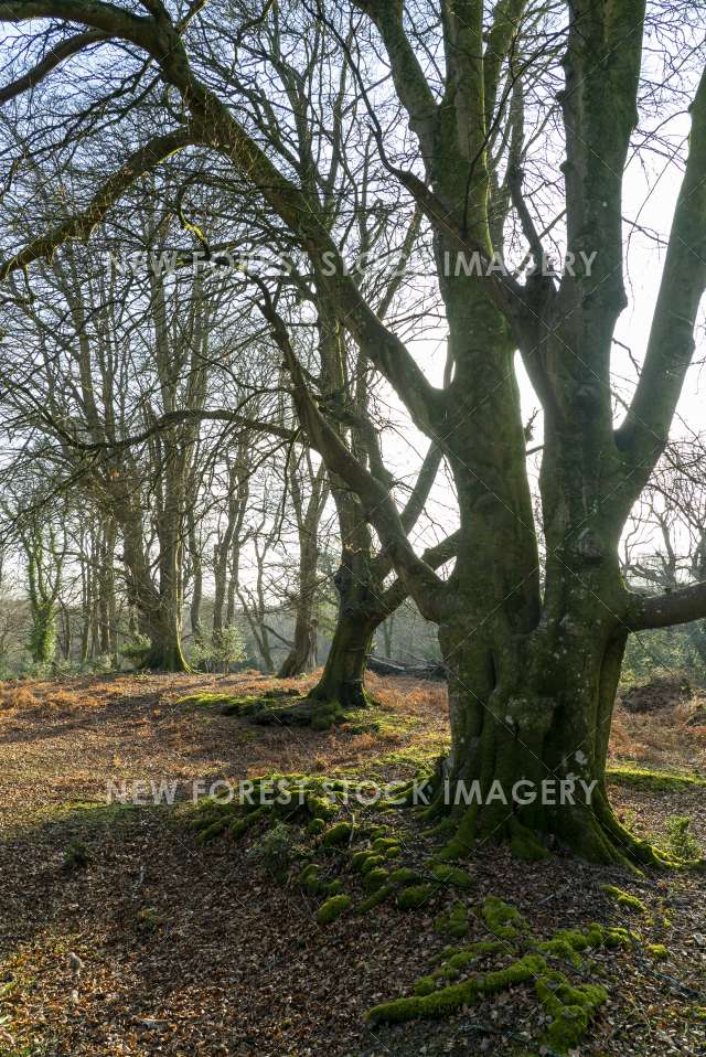 Beech Pollard 06