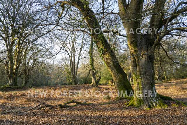 Ancient and Ornamental Woodland 01