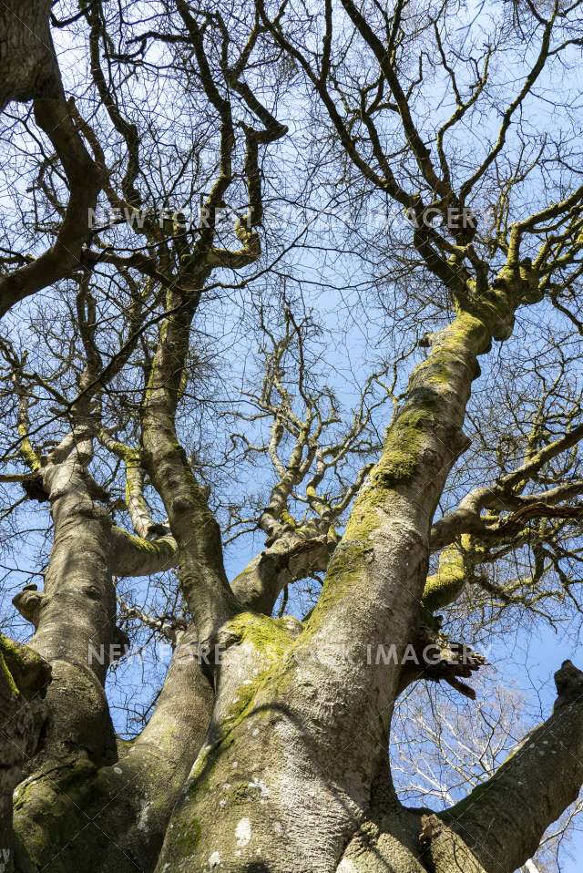 Beech Boughs 01