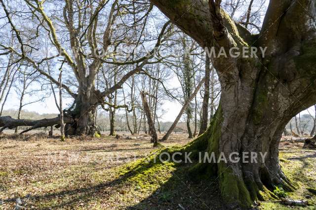 Beech Pollard 13