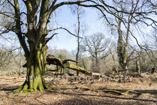 Ancient and Ornamental Woodland 04