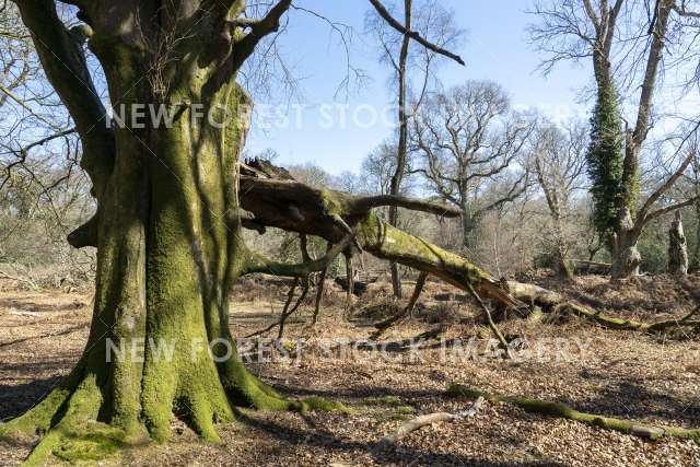 Ancient and Ornamental Woodland 03