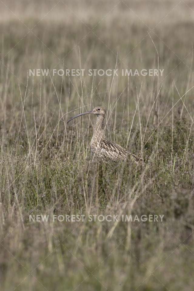 Curlew 01